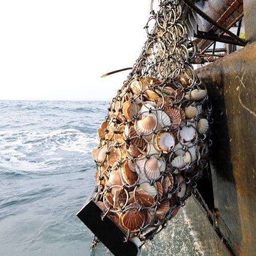 Drague à coquille Saint-Jacques