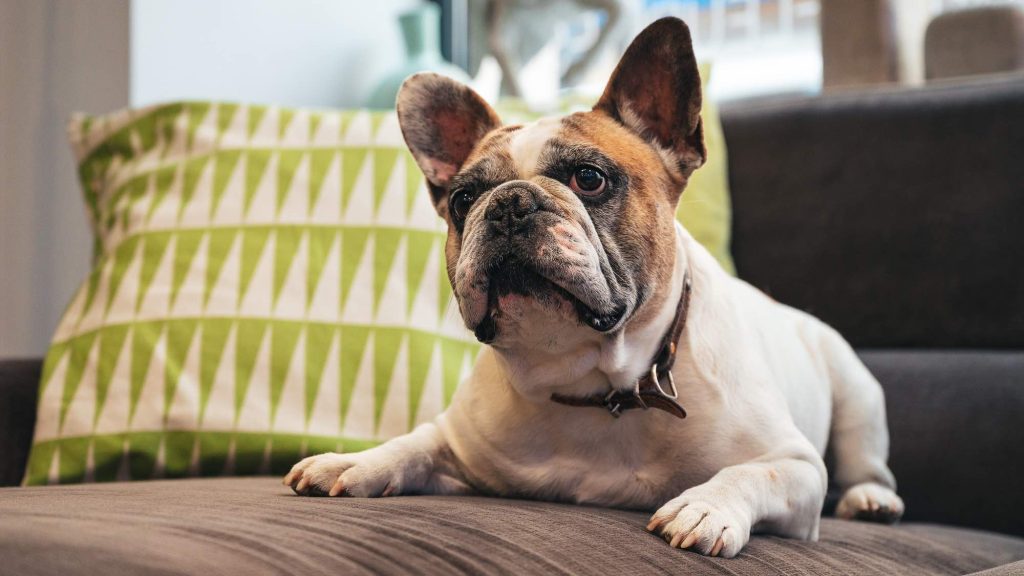 photo d'un chien type bulldog français allongé sur un canapé de l'hôtel les fleurines