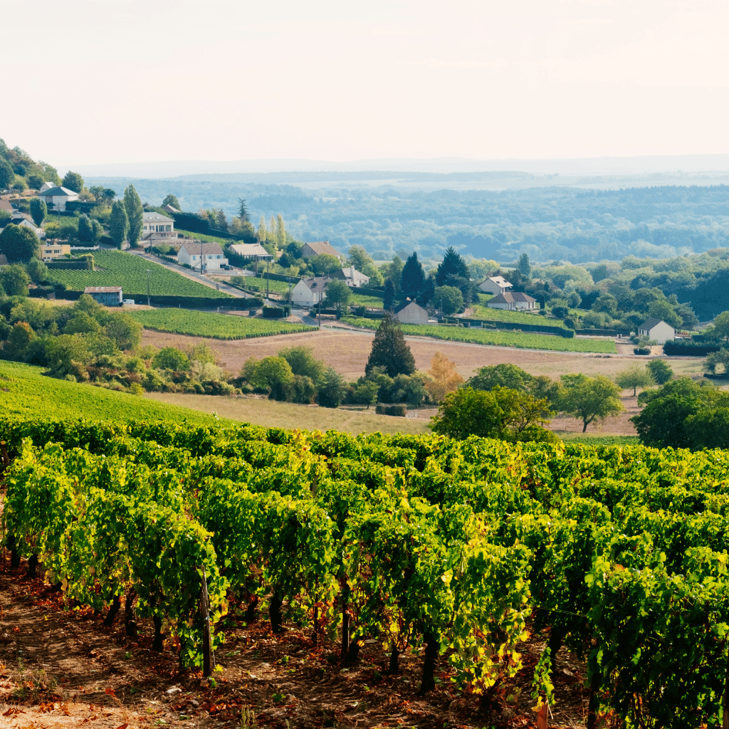 Vignoble en Centre val de loire