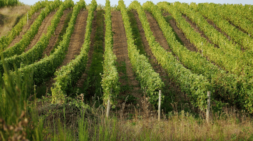 Vignoble en centre val de loire